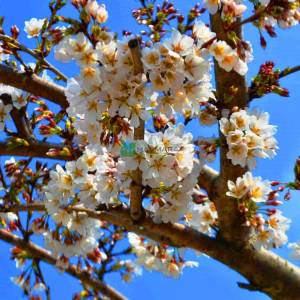 Beyaz çiçekli ters aşılı süs kirazı - Prunus serrulata kanzan pendula (ROSACEAE)