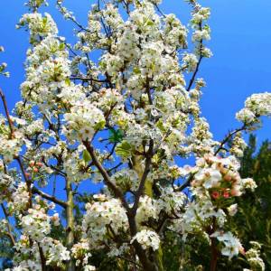 Flowering Pear, Callery Pear Chanticleer pyramidale/multi stem