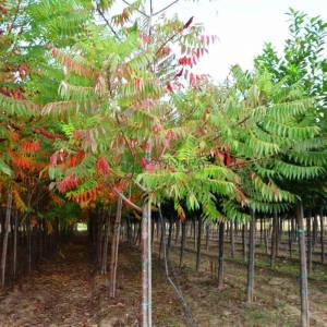 Kızaran Sumak ağacı, Sumak çalısı - Rhus typhina laciniata (ANACARDIACEAE)