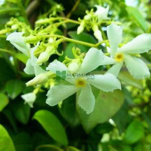 Beyaz çiçekli yıldız çiçekli çin yasemini - Rhyncospermum (Trachelospermum) jasminoides (APOCYNACEAE)