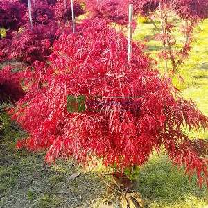 Garnet japon akçaağacı - Acer palmatum dissectum red garnet (ACERACEA)