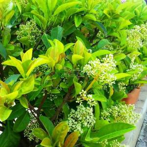 Beyaz çiçekli herdem yeşil çit formlu yağlı kartopu - Viburnum lucidum wall (CAPRIFOLIACEAE)