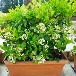 Beyaz çiçekli herdem yeşil çit formlu yağlı kartopu - Viburnum lucidum wall (CAPRIFOLIACEAE)