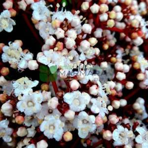 Defne yapraklı beyaz çiçekli herdaim yeşil kartopu,Kış kartopu - Viburnum tinus (CAPRIFOLIACEAE)
