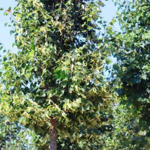 Küçük yapraklı kış ıhlamuru, Kokulu ıhlamur - Tilia cordata (Tilia parvifolia) (TILIACEAE)