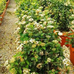 Defne yapraklı beyaz çiçekli herdaim yeşil kartopu,Kış kartopu - Viburnum tinus wall (CAPRIFOLIACEAE)