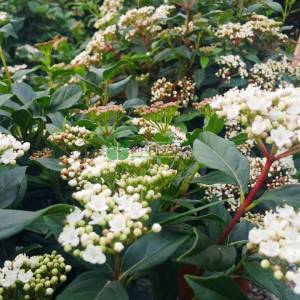 Defne yapraklı beyaz çiçekli herdaim yeşil kartopu,Kış kartopu - Viburnum tinus wall (CAPRIFOLIACEAE)
