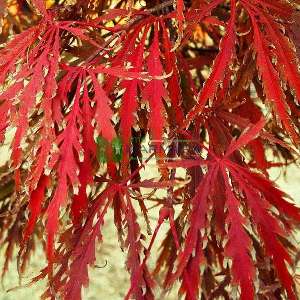 Tamukeyama japon akçaağacı - Acer palmatum dissectum red tamukeyama (ACERACEA)