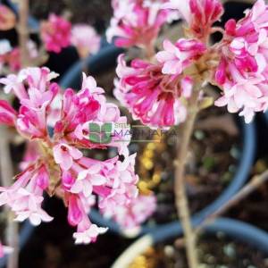 Pembe çiçekli yaprak döken kartopu - Viburnum x bodnantense dawn (CAPRIFOLIACEAE)