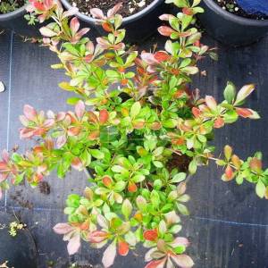 Bodur kırmızı-yeşil yapraklı berberis - Berberis media red jewel (BERBERIDACEAE)