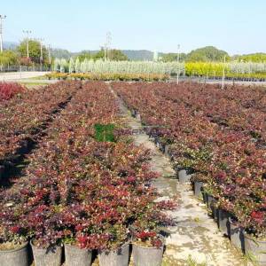 Bodur kırmızı-yeşil yapraklı berberis - Berberis media red jewel (BERBERIDACEAE)