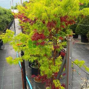 Bloodgood-seiryui japon akçaağacı - Acer palmatum bloodgood-seiryui (ACERACEA)