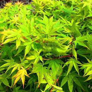 Sango kaku japon akçaağacı - Acer palmatum green sango kaku (ACERACEA)