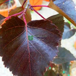 İnce kırmızı yapraklı aşılı beyaz gövdeli huş - Betula pendula purpurea (BETULACEAE)