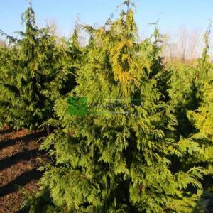 Alaska Cedar, Nootka False Cypress, Nootka Cypress Pendula