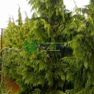 Alaska Cedar, Nootka False Cypress, Nootka Cypress Pendula