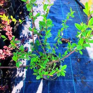 Söğüt yapraklı herdem yeşil dağ muşmulası - Cotoneaster salicifolius (ROSACEAE)