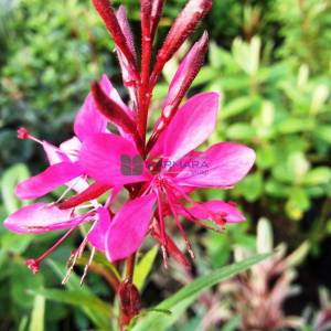 gaura, gavura çiçeği,uçuşan kelebekler - Gaura lindheimeri siskiyou pink (ONAGRACEAE)