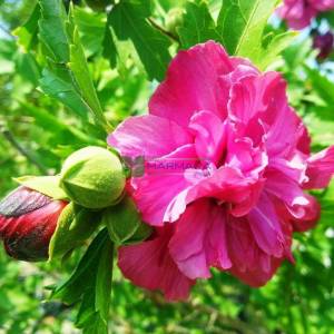 hatmi ağacı eflatun çiçekli aşılı kısa tijli, baston formlu - Hibiscus syriacus magenta chiffon (MALVACEAE)