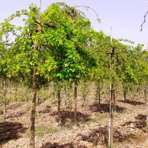 sibirya bezelye ağacı - Caragana arborescens pendula (FABACEAEA)
