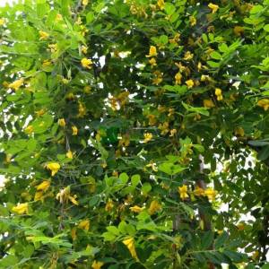 sibirya bezelye ağacı - Caragana arborescens pendula (FABACEAEA)