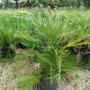 Bodur Akdeniz Yelpaze Palmiyesi, Bodur palmiye - Chamaerops humilis (ARECACEAEA)