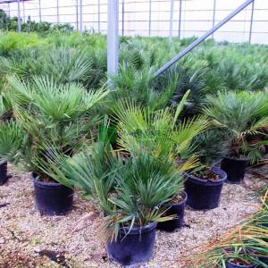 Bodur Akdeniz Yelpaze Palmiyesi, Bodur palmiye - Chamaerops humilis (ARECACEAEA)