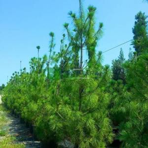 Himalayan Pine, Butan Pine