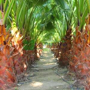 Meksika yelpaze palmiyesi - Washingtonia robusta (ARECACEAE)