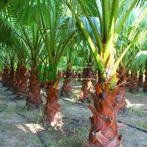 Meksika yelpaze palmiyesi - Washingtonia robusta (ARECACEAE)