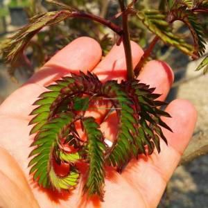 Mor yaprak Mimoza Ağacı, Yaz Çikolatası, Kırmızı gülibrişim - Albizia julibrissin summer chocolate (FABACEAEA)