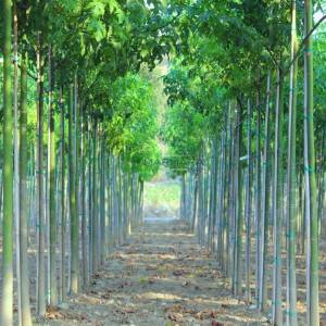 Japon Kavağı,Avustralya alev ağacı,Alev şişe ağacı - Brachychiton acerifolius (MALVACEAE)