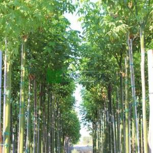 Japon Kavağı,Avustralya alev ağacı,Alev şişe ağacı - Brachychiton acerifolius (MALVACEAE)