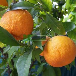 Narenciye Çeşitleri, Ekşi Portakal, Seville Portakal - Citrus aurantium (RUTACEAE)