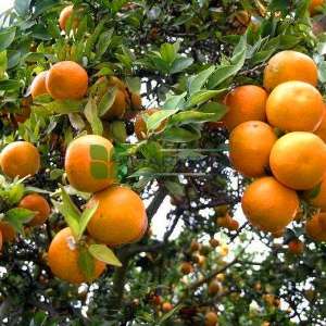 Narenciye Çeşitleri, Ekşi Portakal, Seville Portakal - Citrus aurantium (RUTACEAE)