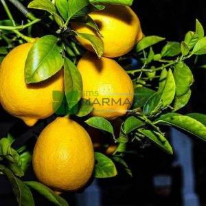Narenciye, Limon, Meyer limonu - Citrus x lemon meyeri (RUTACEAE)
