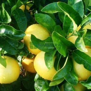 Citrus paradisi sales