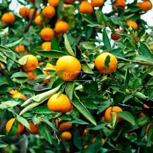 Narenciye, Mandalina, - Citrus reticulata (RUTACEAE)
