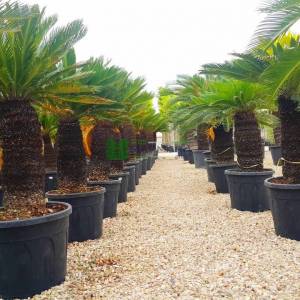 Japon Sago Palmiyesi, Kral Sago Palmiyesi,Yalancı palmiye - Cycas revoluta (CYCADACEAE)