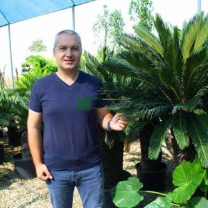Japon Sago Palmiyesi, Kral Sago Palmiyesi,Yalancı palmiye - Cycas revoluta (CYCADACEAE)