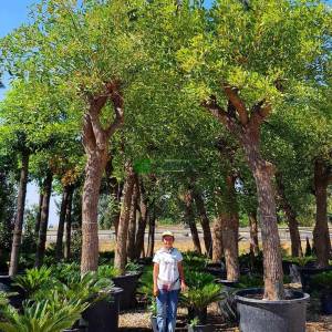 Brezilya Mercan Ağacı, Horozibiği ağacı - Erythrina crista-galli (PAPILIONACEAE)