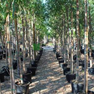 Okaliptüs, Irmak Sakız Ağacı - Eucalyptus camaldulensis (MYRTACEA)