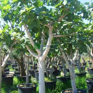 İncir meyve - Ficus carica (MORACEAE)