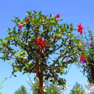 Tropikal hatmi, Çin gülü, japon hatmi gülü ağaç formlu - Hibiscus rosa-sinensis tige (MALVACEAE)