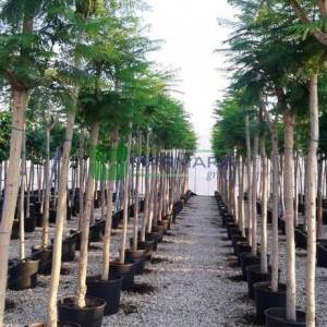 Jacaranda, Doğanın büyülü ağacı, Brezilya gül ağacı - Jacaranda mimosifolia (BIGNONIACEAE)