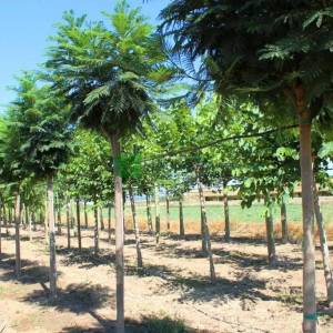 Jacaranda, Doğanın büyülü ağacı, Brezilya gül ağacı - Jacaranda mimosifolia (BIGNONIACEAE)