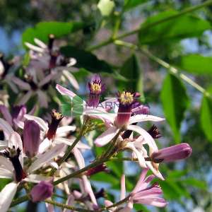 Bead Tree, Persian Lilac, Pride of India, Pride of China, Chinaberry, Umbrella Tree, White Cedar