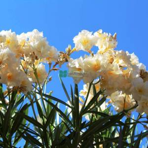 Zakkum beyaz çiçekli , Zıkkım, Ağı ağacı, Kan ağacı, Aşı ağacı, Ağı çiçeği - Nerium oleander album (APOCYNACEAE)