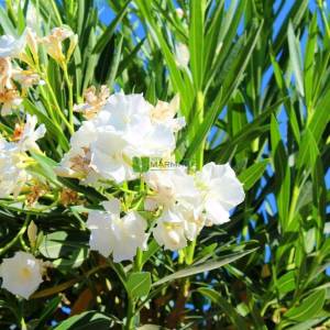 Zakkum beyaz çiçekli , Zıkkım, Ağı ağacı, Kan ağacı, Aşı ağacı, Ağı çiçeği - Nerium oleander album (APOCYNACEAE)