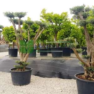 Ponpon şekilli Zeytin ağacı, Avrupa zeytini, Topiary zeytin - Olea europa topiary ponpon (OLEACEAE)
